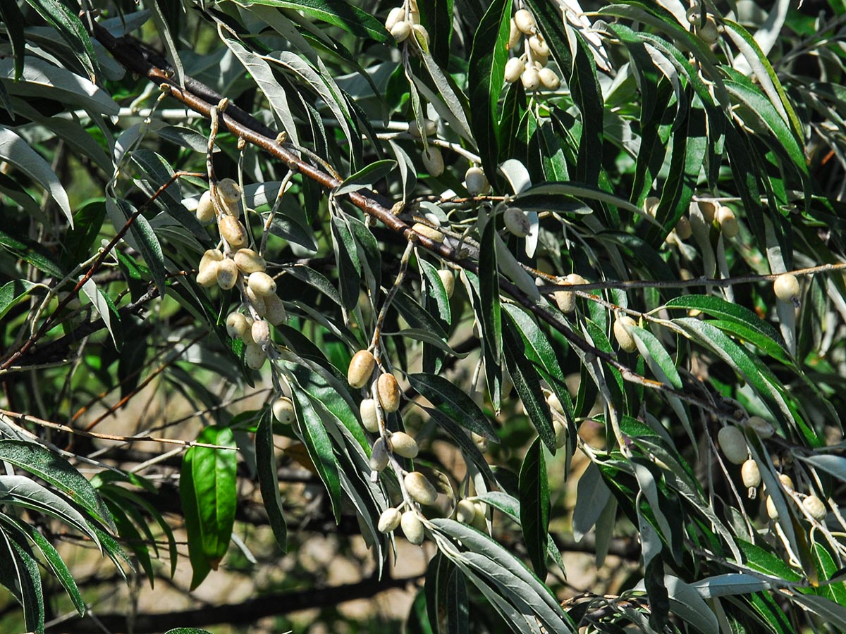 Eleagnus angustifolia